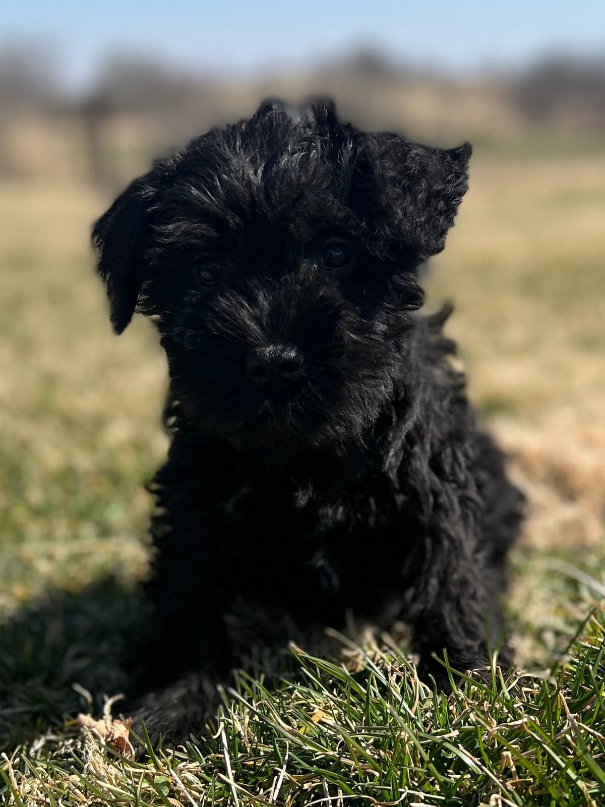 Miniature Schnauzer Puppies breeder image 3