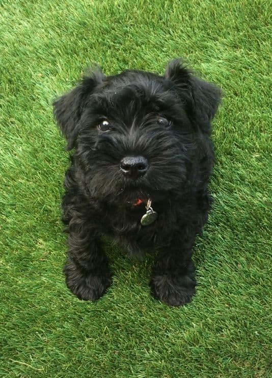 Miniature Schnauzer Puppies breeder image 4