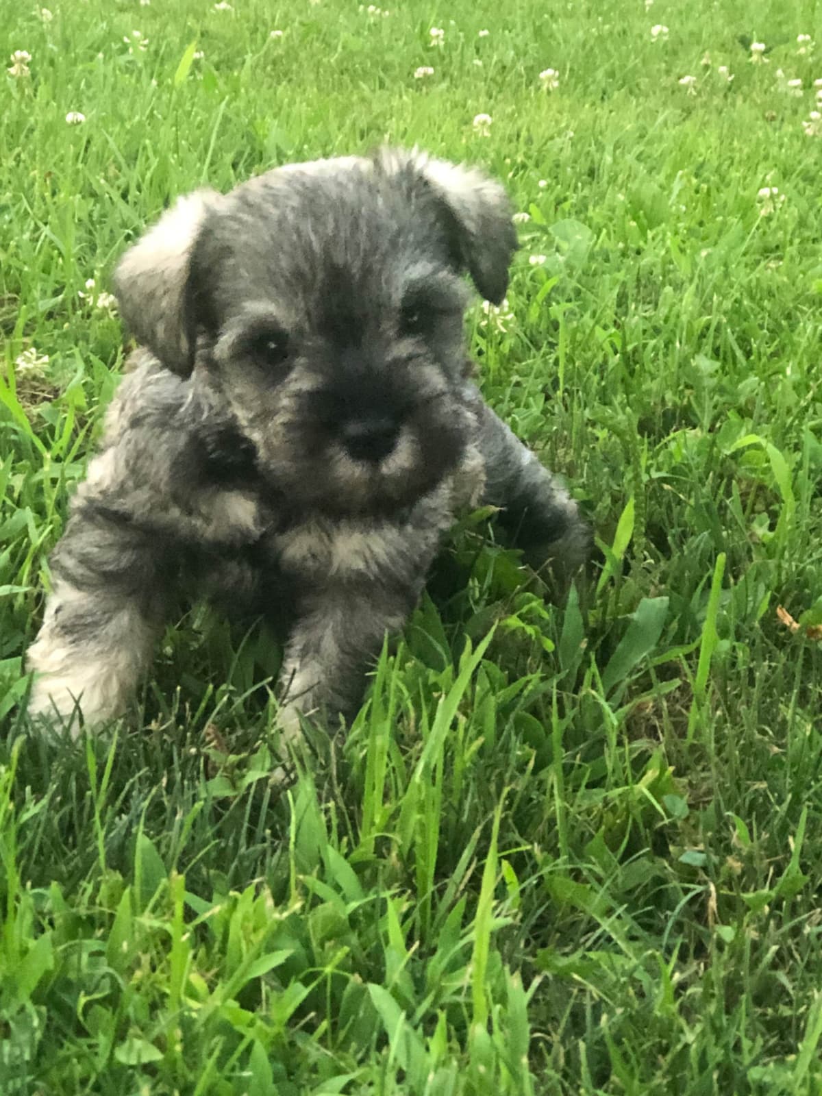 Miniature Schnauzer Puppies breeder image 5