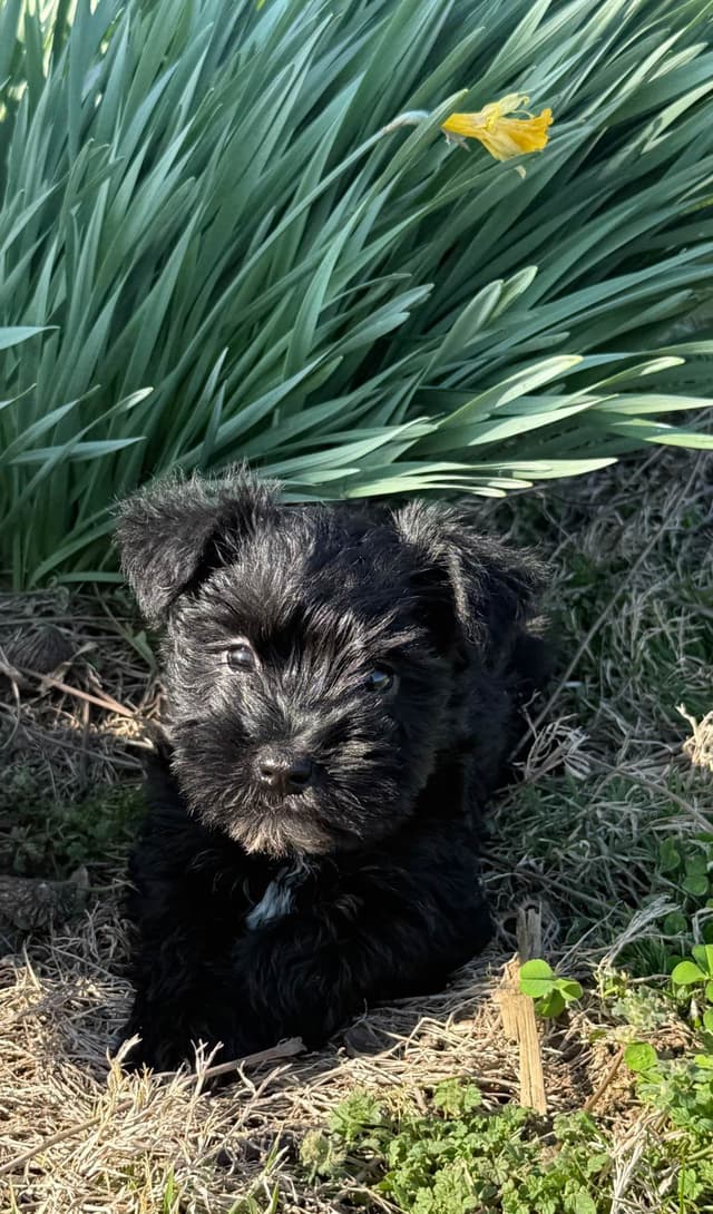 Miniature Schnauzer Puppies media 2