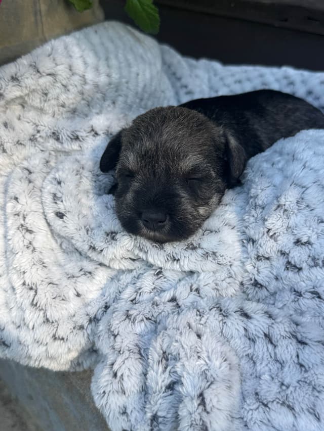 Miniature Schnauzer Puppies media 2