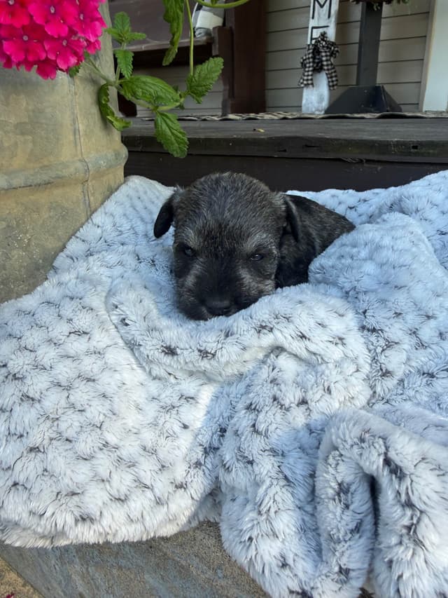 Miniature Schnauzer Puppies media 3