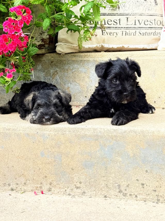 Miniature Schnauzer Puppies media 2