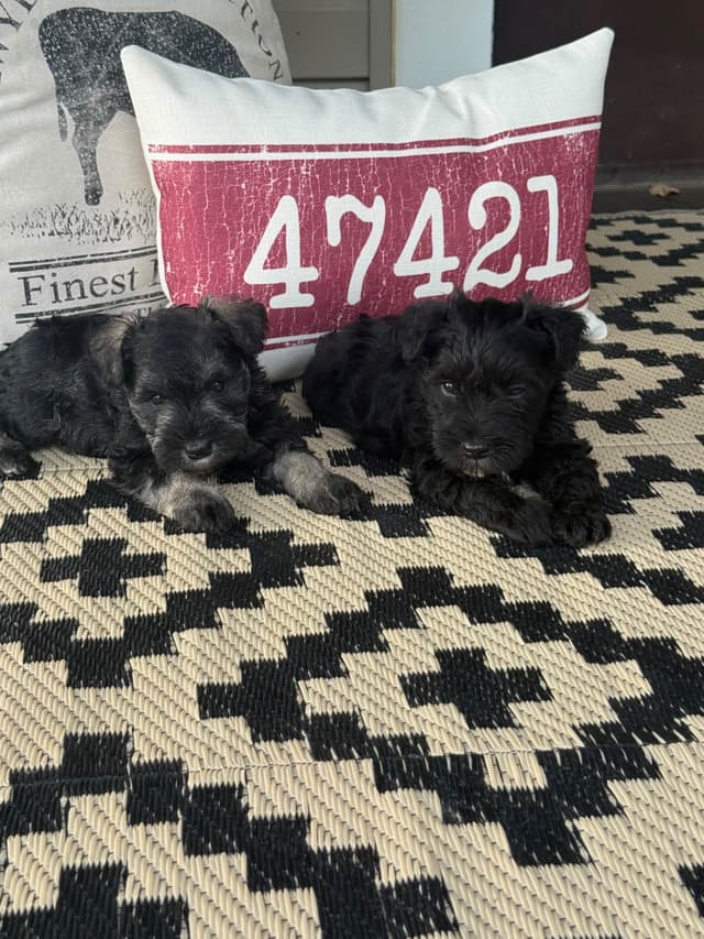 Miniature Schnauzer Puppies media 3