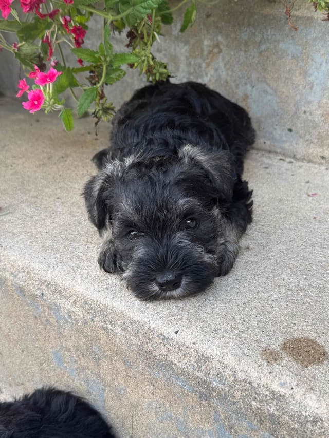 Miniature Schnauzer Puppies media 4