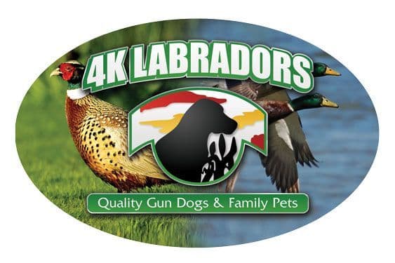 Miniature American Shepherd Puppies breeder image 26