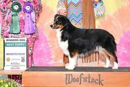 Miniature American Shepherd Puppies breeder image 28