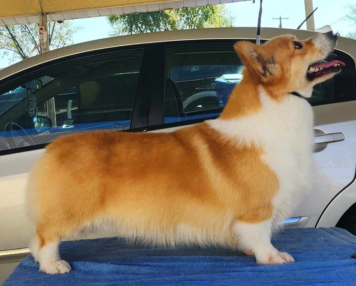 Pembroke Welsh Corgi Puppies breeder image 11