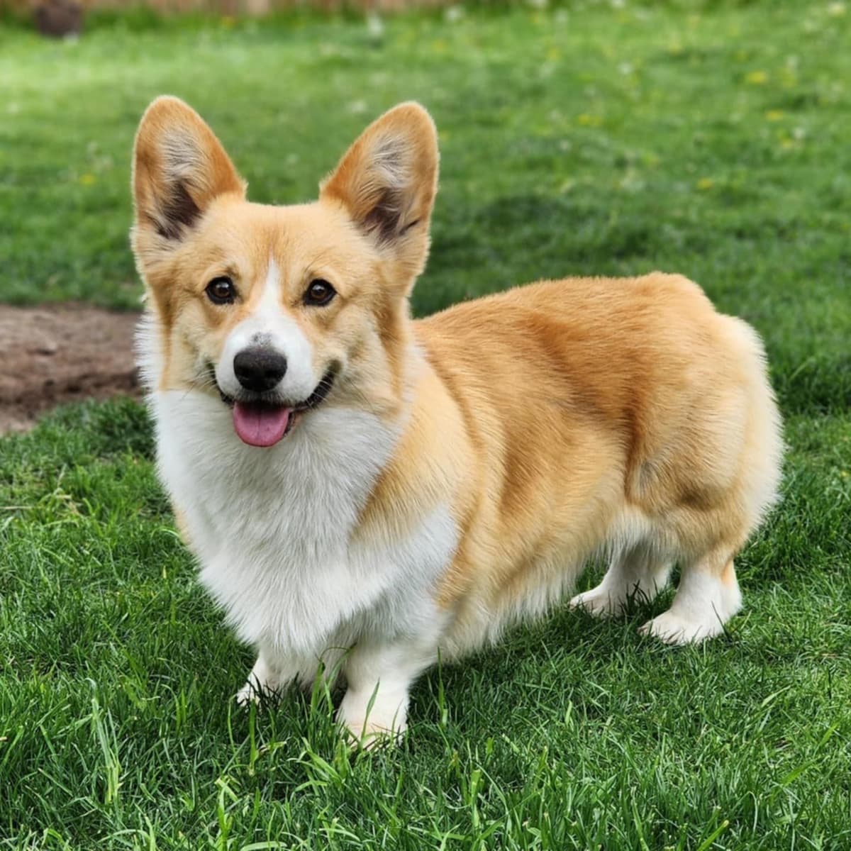Pembroke Welsh Corgi Puppies breeder image 10