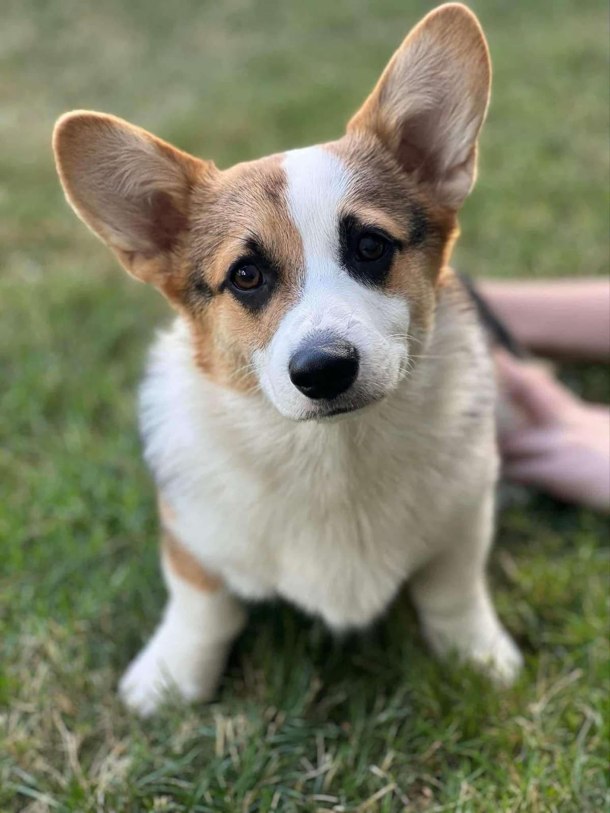 Pembroke Welsh Corgi Puppies breeder image 14