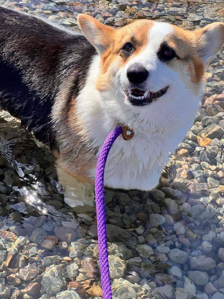 Pembroke Welsh Corgi Puppies breeder image 15