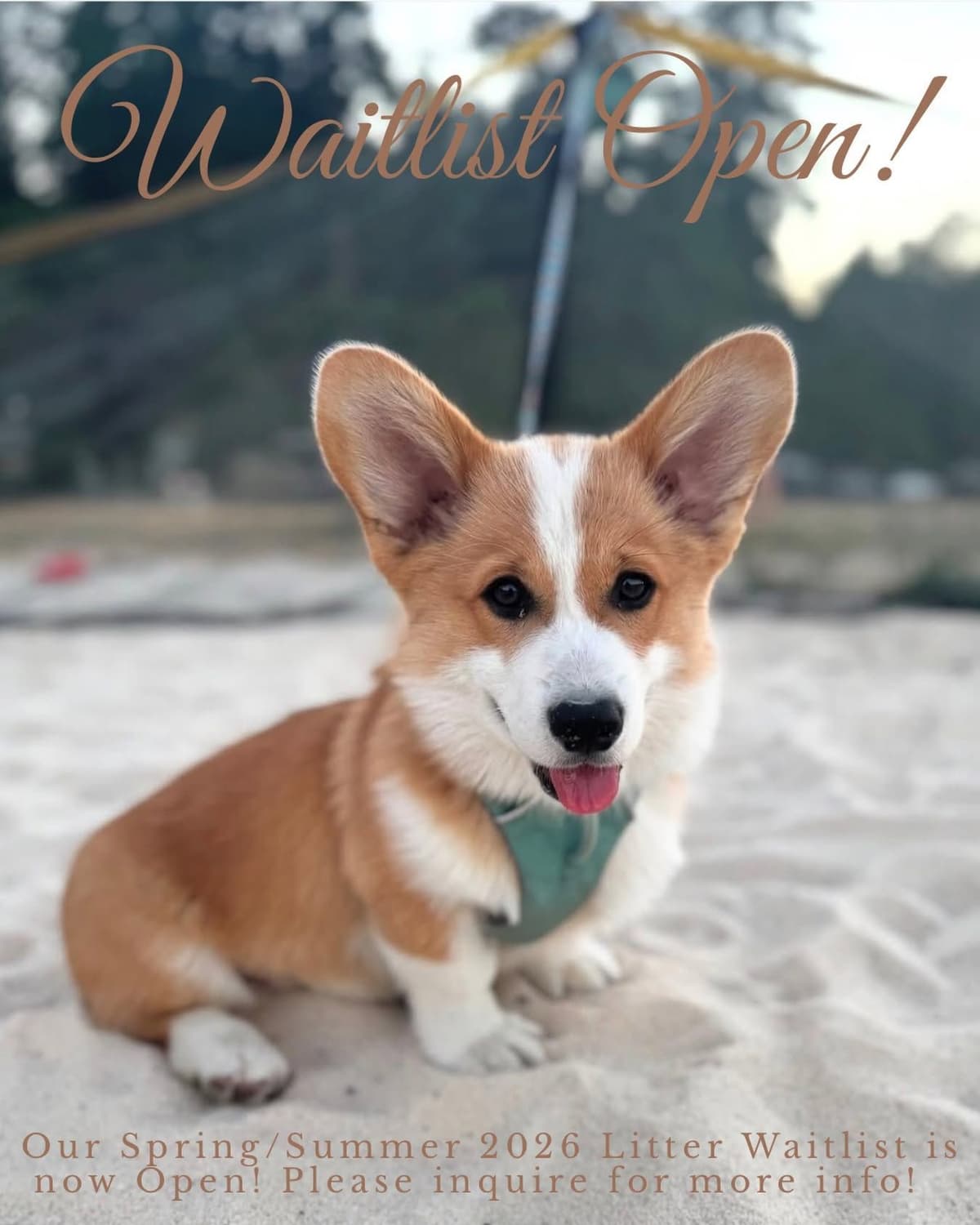 Pembroke Welsh Corgi Puppies breeder image 2