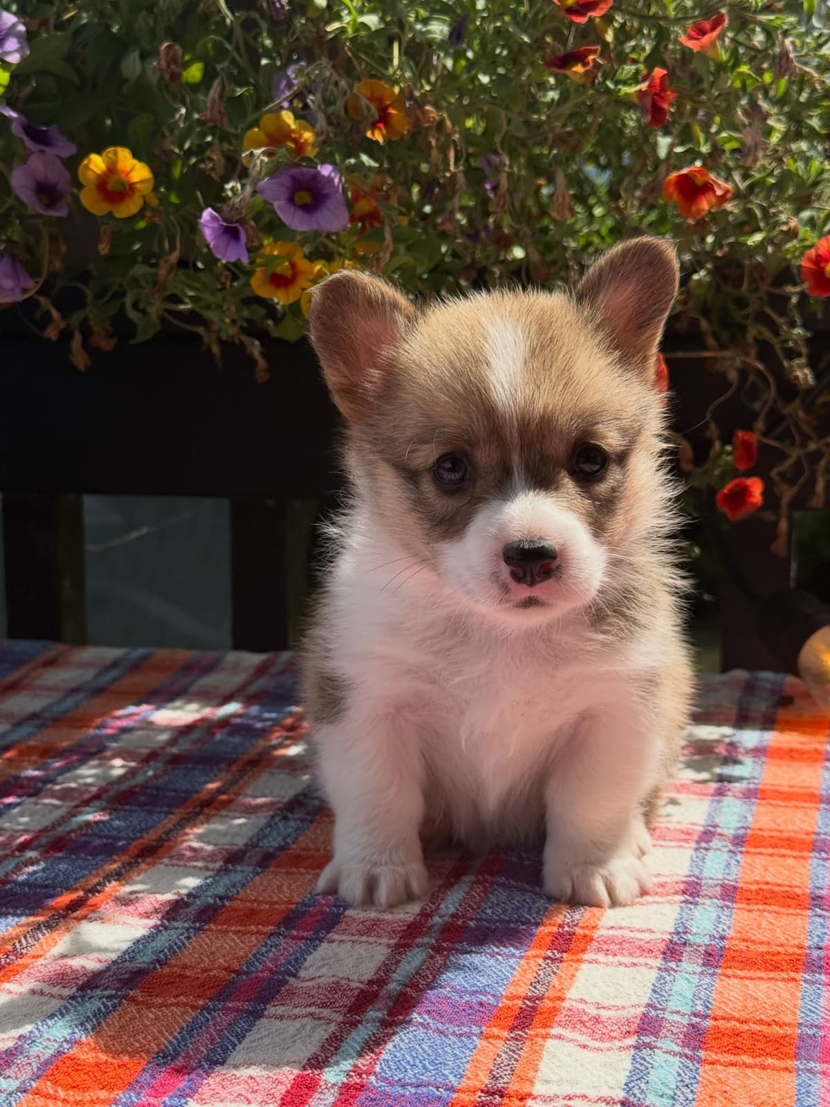 Pembroke Welsh Corgi Puppies breeder image 3