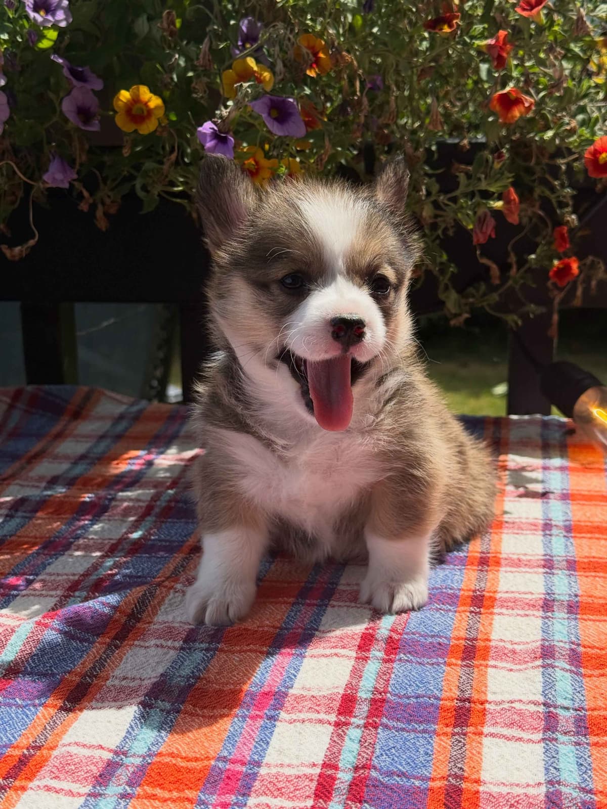 Pembroke Welsh Corgi Puppies breeder image 7