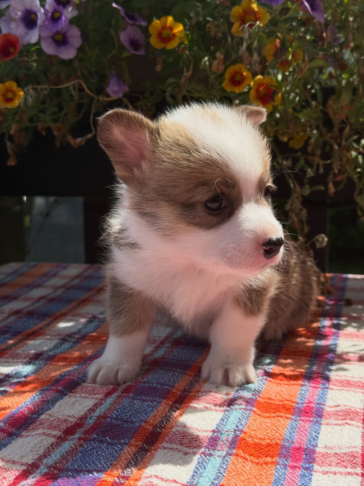 Pembroke Welsh Corgi Puppies breeder image 9