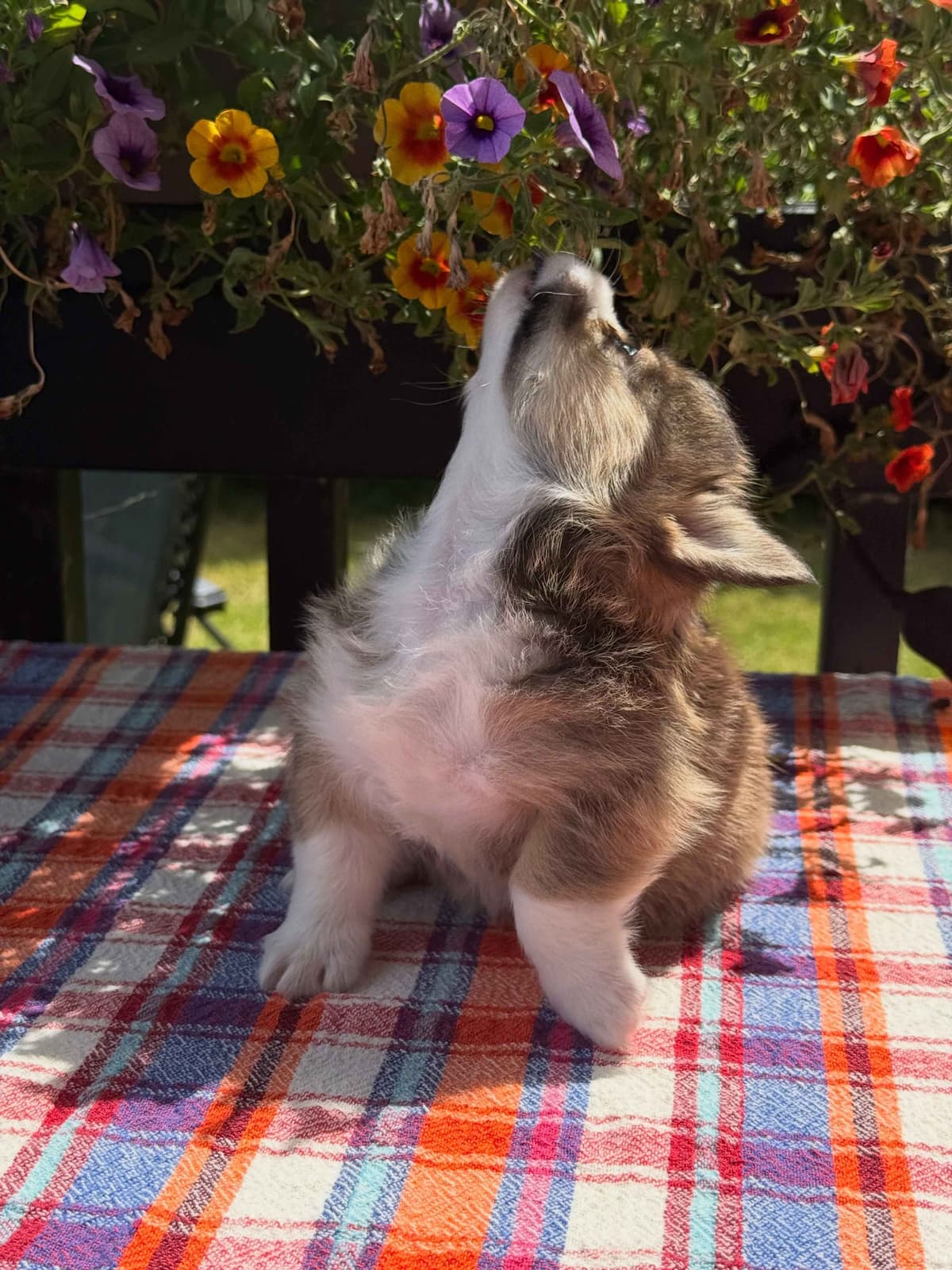 Pembroke Welsh Corgi Puppies breeder image 8