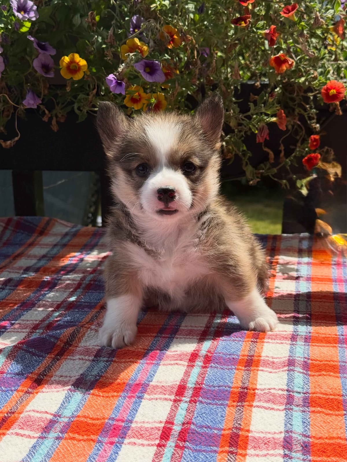 Pembroke Welsh Corgi Puppies breeder image 4