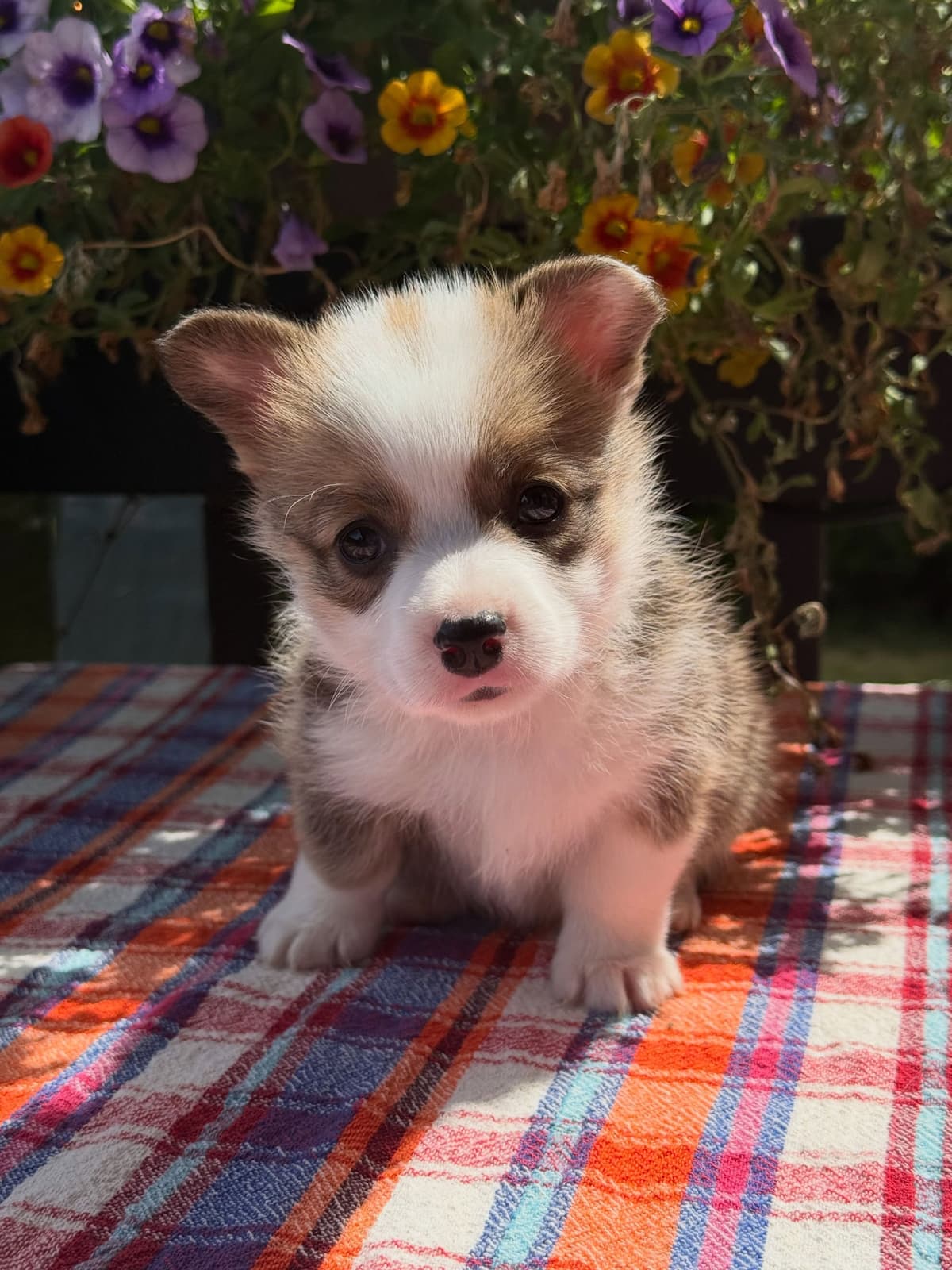 Pembroke Welsh Corgi Puppies breeder image 6