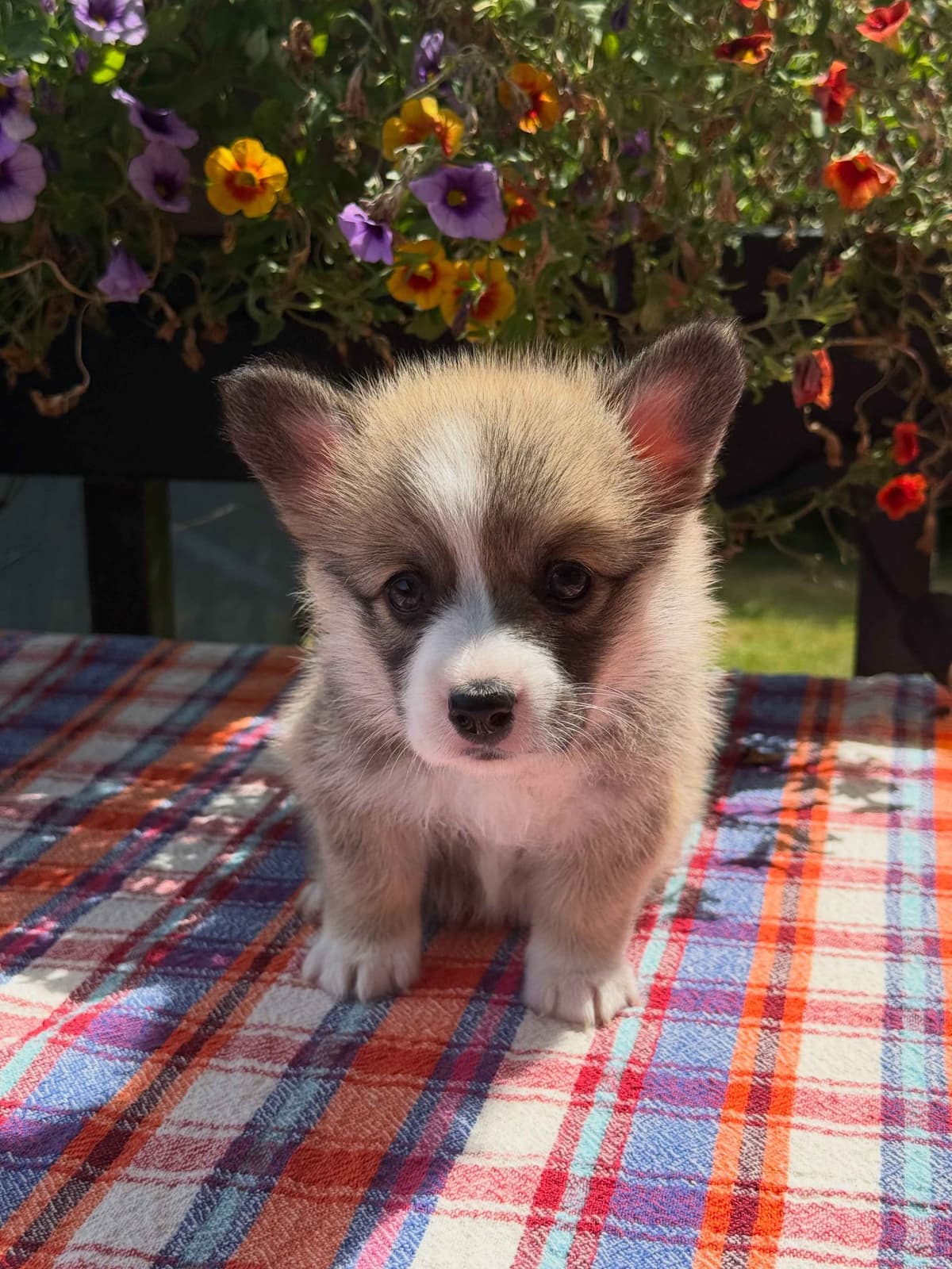 Pembroke Welsh Corgi Puppies breeder image 5