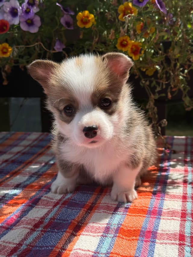 Pembroke Welsh Corgi Puppies media 3