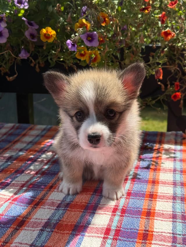 Pembroke Welsh Corgi Puppies media 4