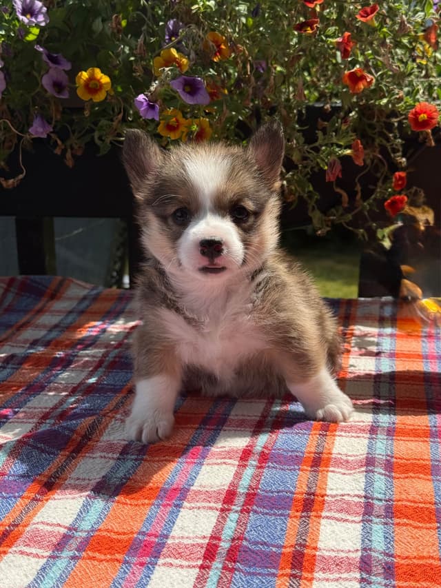 Pembroke Welsh Corgi Puppies media 5