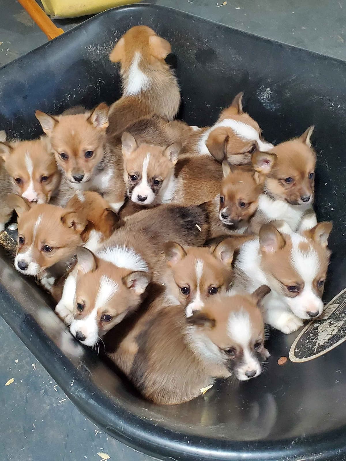 Pembroke Welsh Corgi Puppies breeder image 4