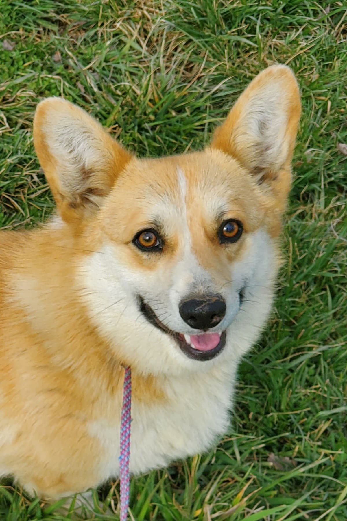 Pembroke Welsh Corgi Puppies breeder image 2