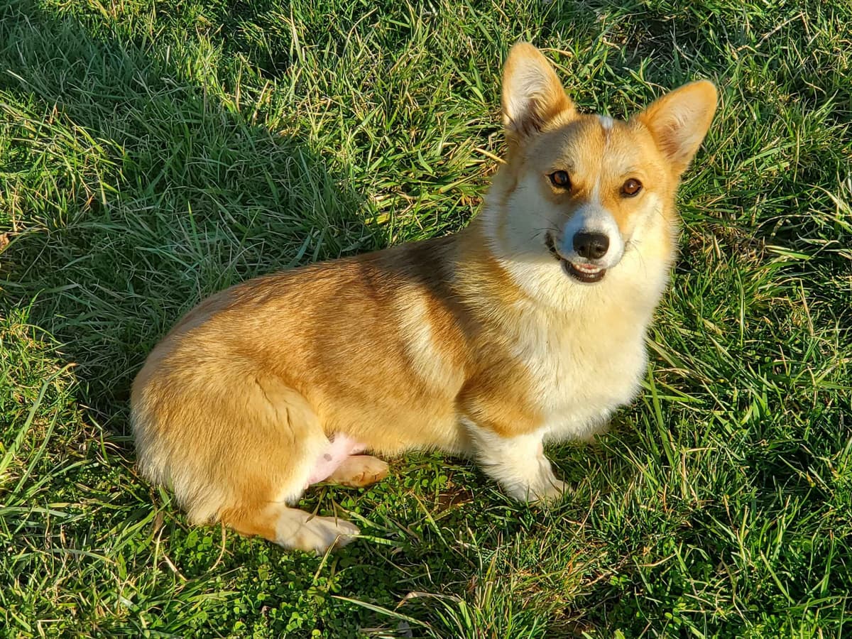 Pembroke Welsh Corgi Puppies breeder image 6