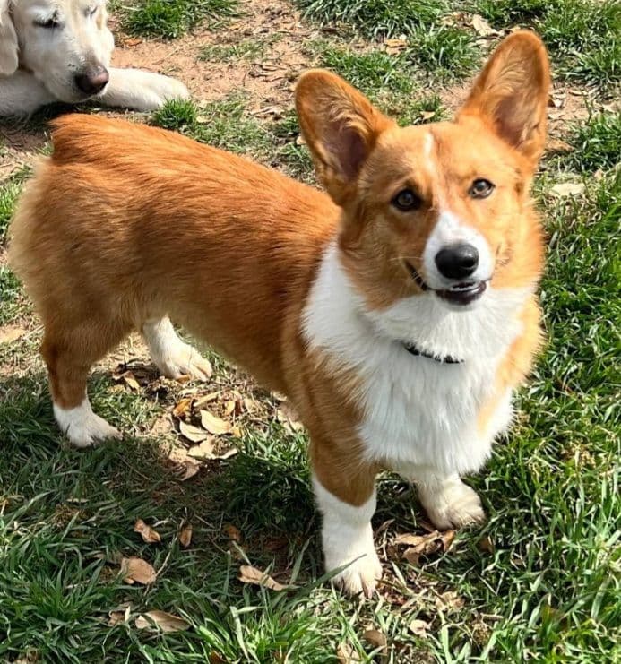 Pembroke Welsh Corgi Puppies breeder image 7