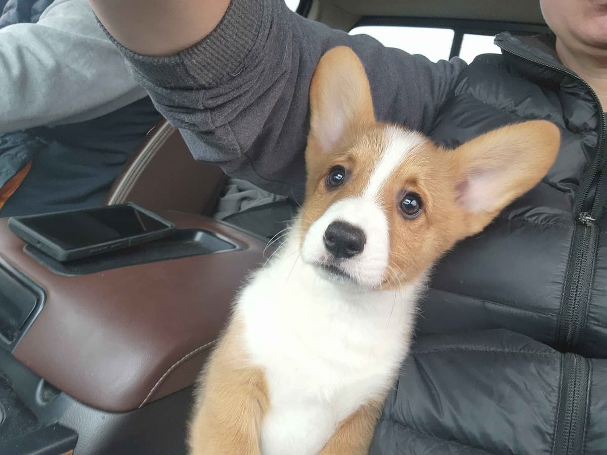 Pembroke Welsh Corgi Puppies breeder image 8