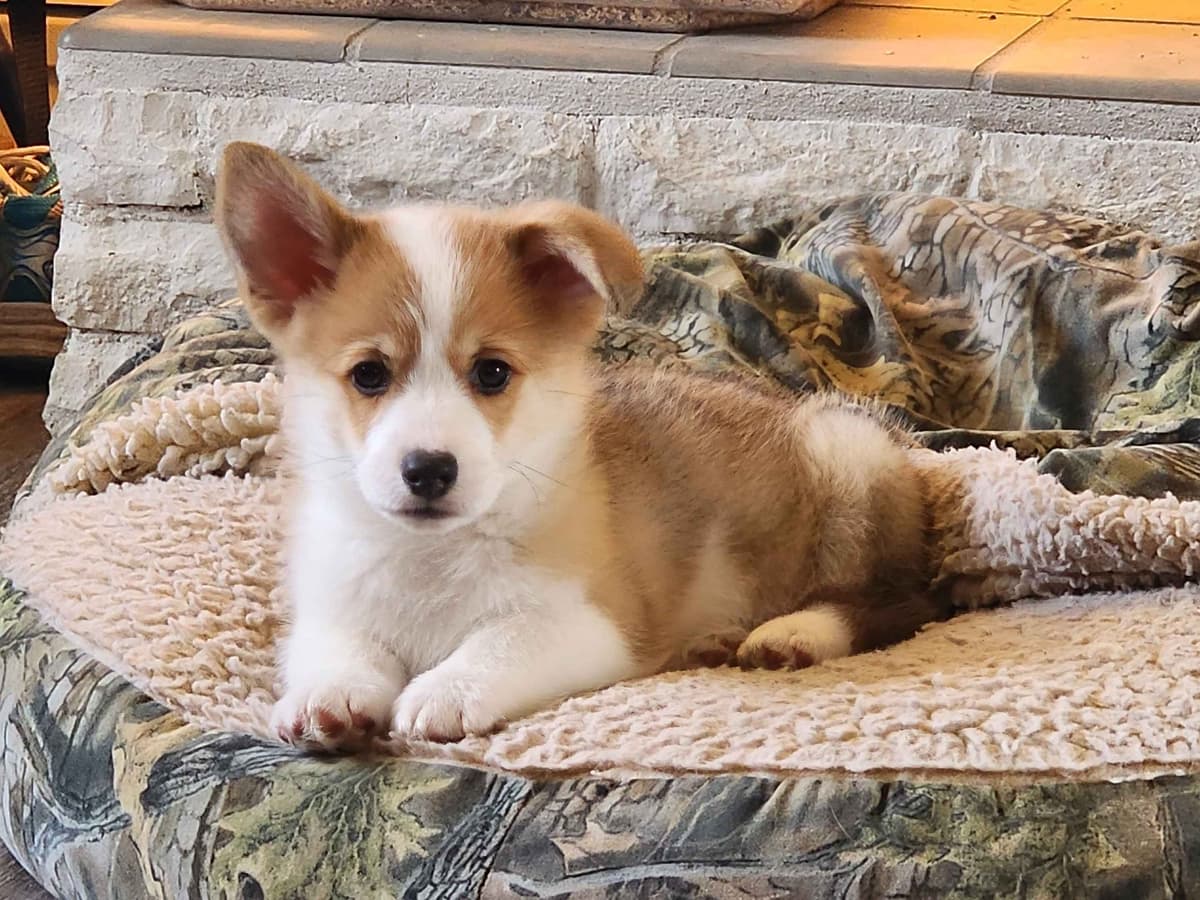 Pembroke Welsh Corgi Puppies breeder image 1