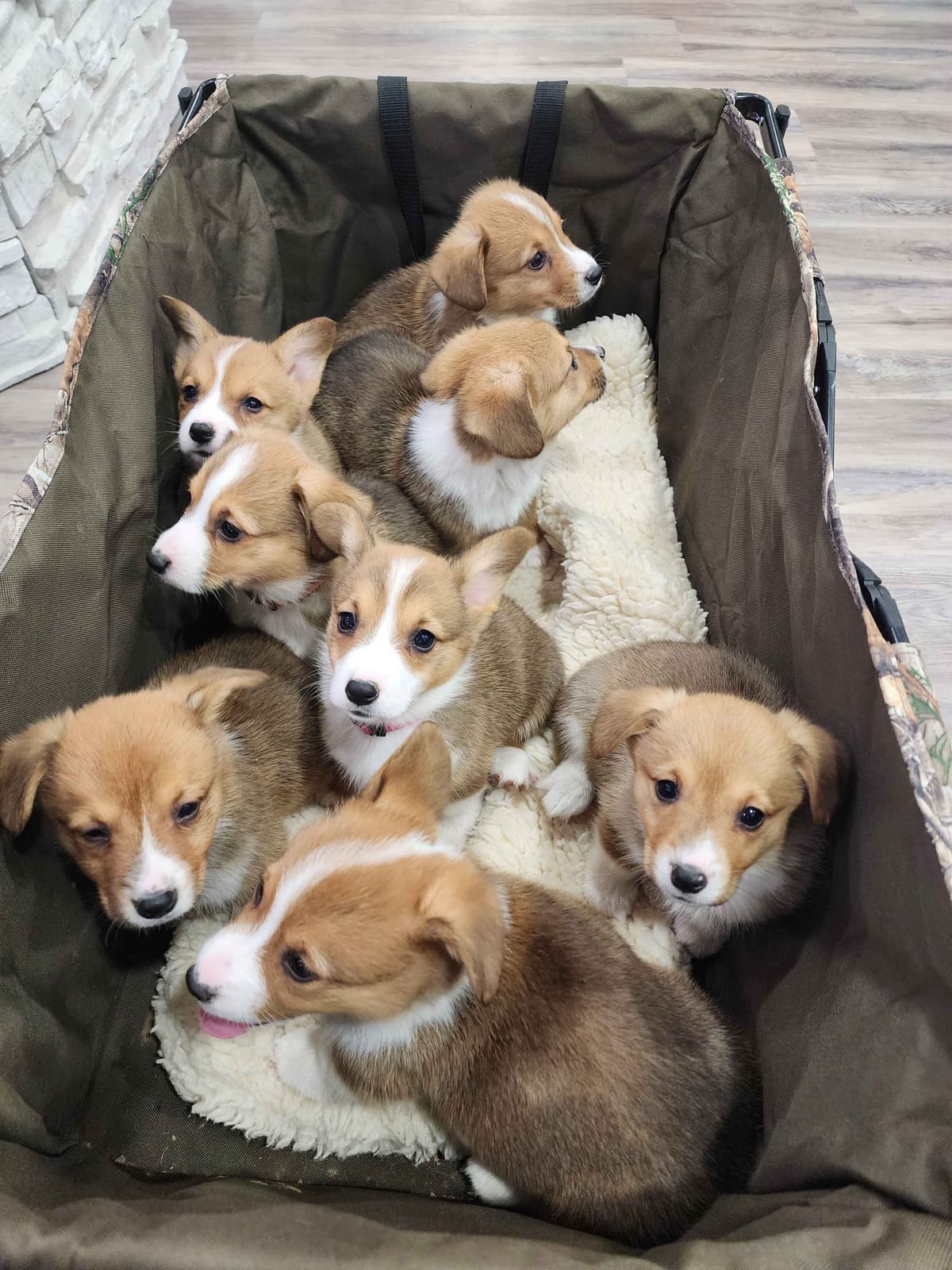 Pembroke Welsh Corgi Puppies breeder image 10