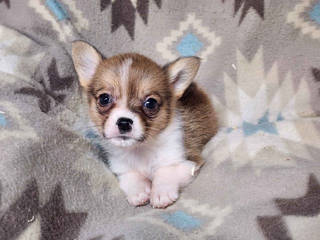 Pembroke Welsh Corgi Puppies media 2