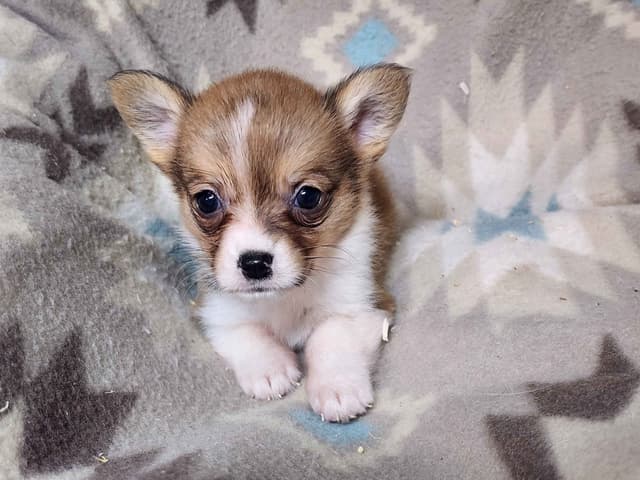 Pembroke Welsh Corgi Puppies media 3