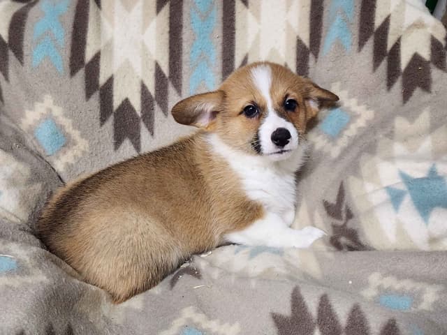 Pembroke Welsh Corgi Puppies media 4