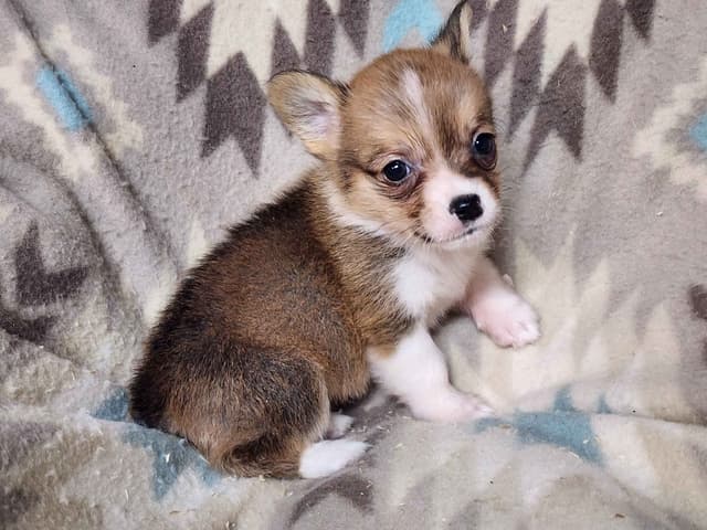 Pembroke Welsh Corgi Puppies media 5