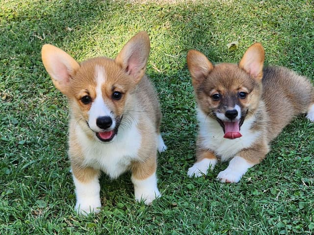 Pembroke Welsh Corgi Puppies media 2