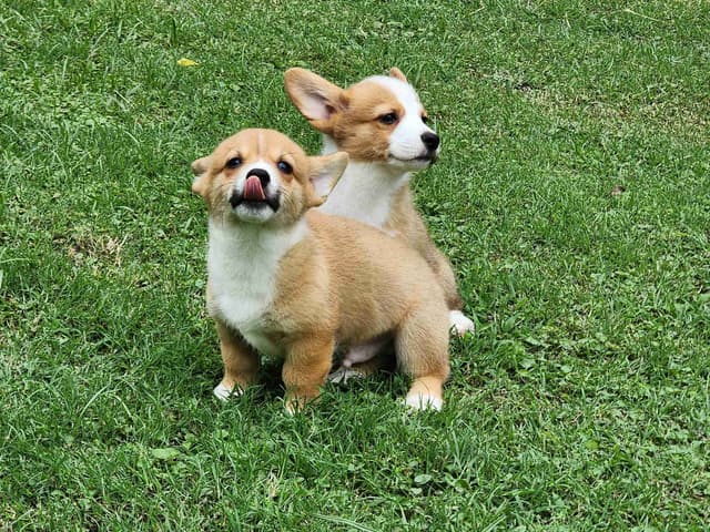 Pembroke Welsh Corgi Puppies media 4
