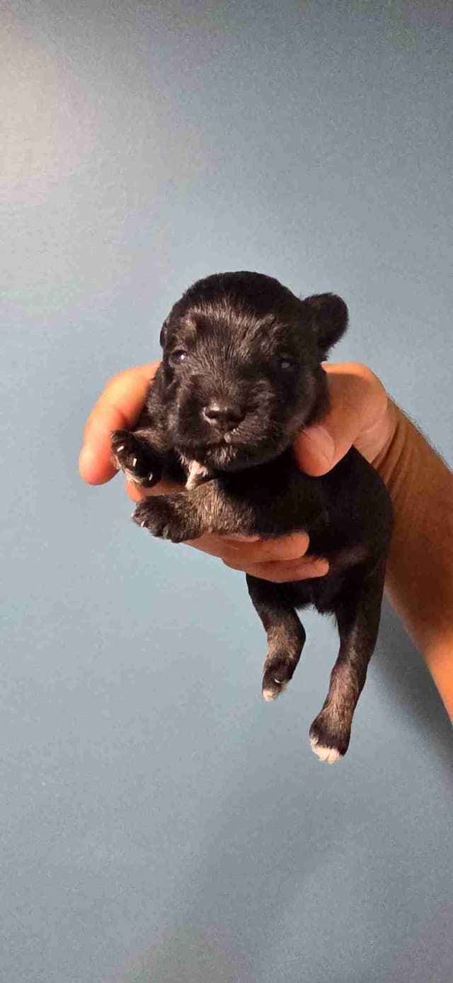 Miniature Schnauzer Puppies media 3