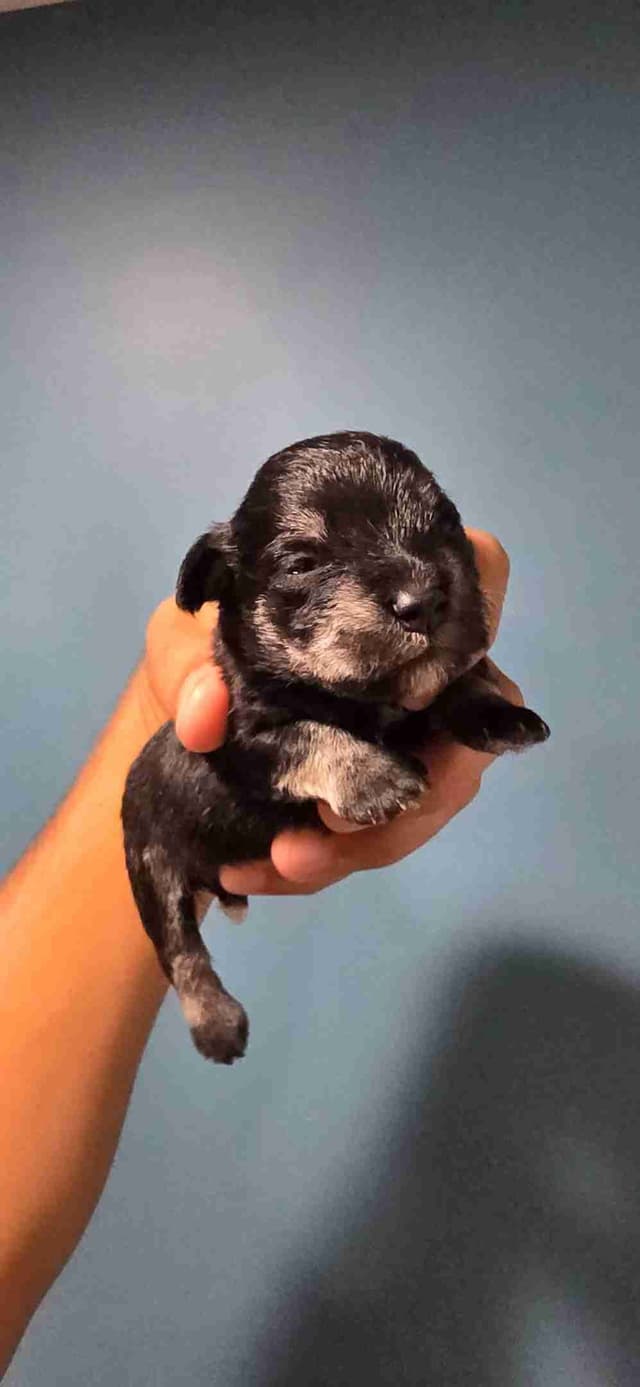 Miniature Schnauzer Puppies media 2