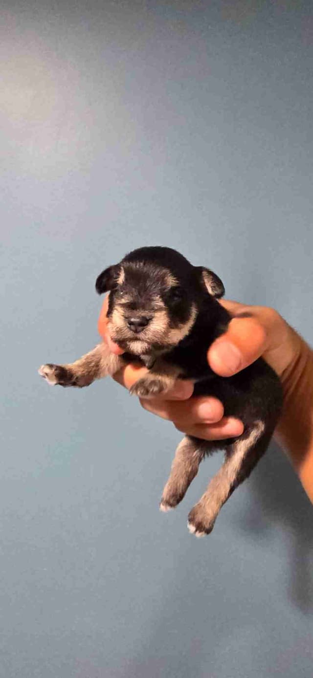 Miniature Schnauzer Puppies media 4