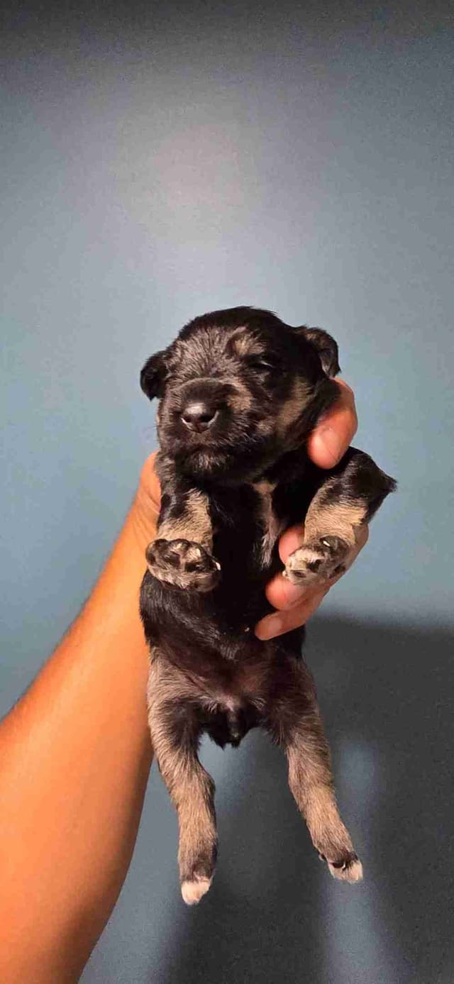 Miniature Schnauzer Puppies media 6