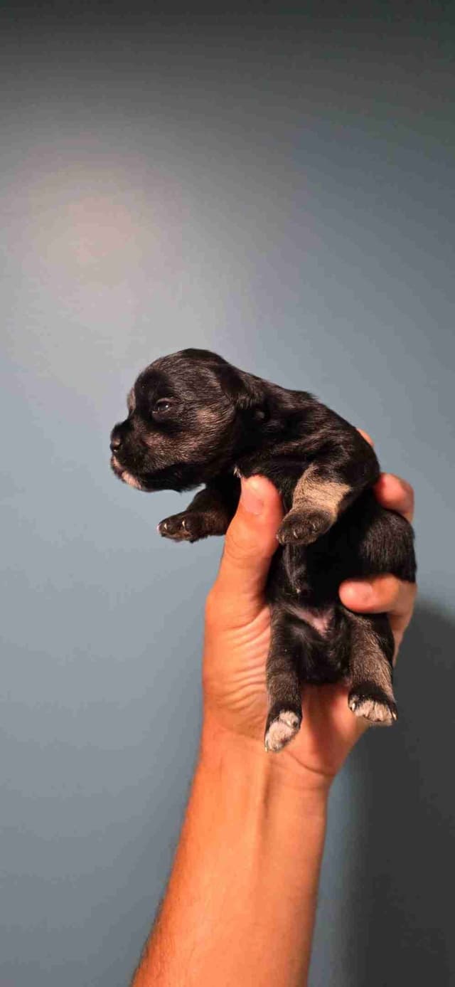 Miniature Schnauzer Puppies media 5