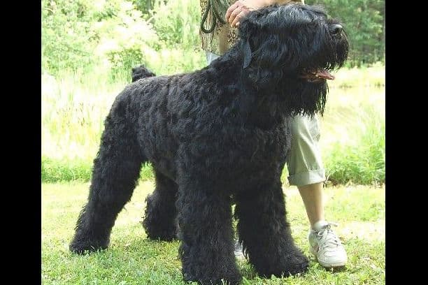 Russian Tsvetnaya Bolonka Puppies breeder image 2
