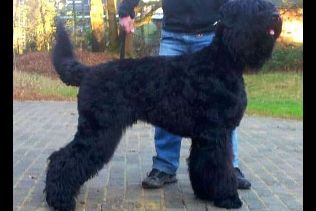 Russian Tsvetnaya Bolonka Puppies breeder image 3