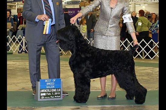 Russian Tsvetnaya Bolonka Puppies breeder image 4