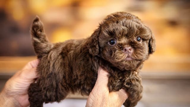 Russian Tsvetnaya Bolonka Puppies media 2