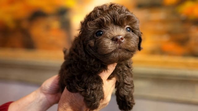 Russian Tsvetnaya Bolonka Puppies media 4