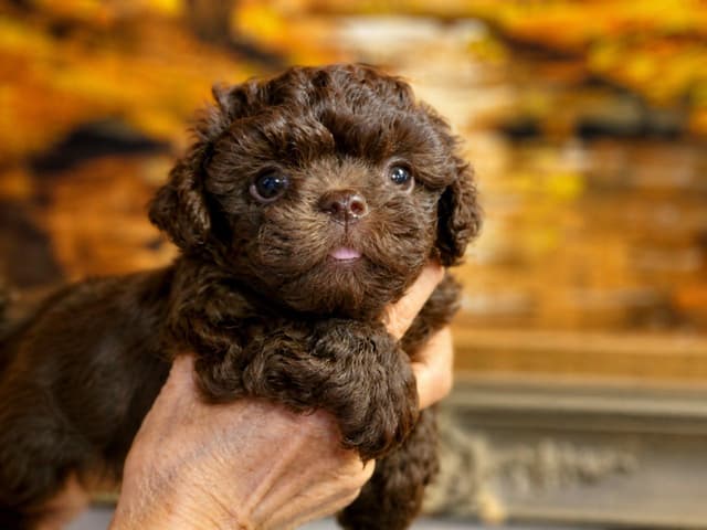 Russian Tsvetnaya Bolonka Puppies media 3